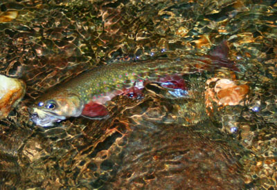 Brook Trout in the Great Smoky Mountains Backcountry