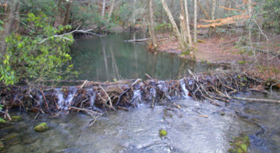 Beaver dam on Abrams Creek