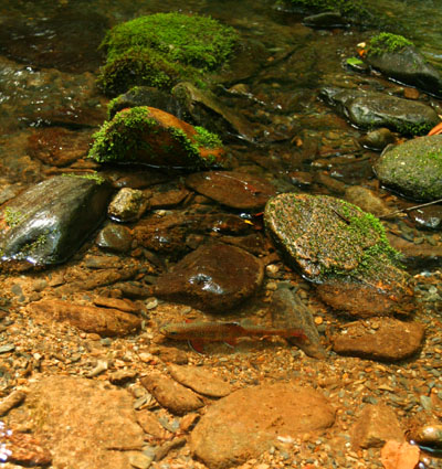 Beautiful Trout