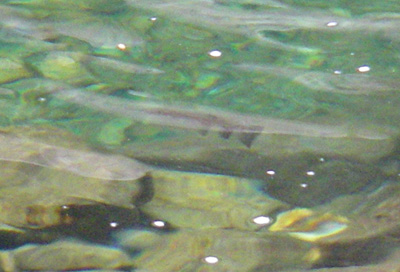 Big Creek Watershed - Fly Fishing Smoky Mountains