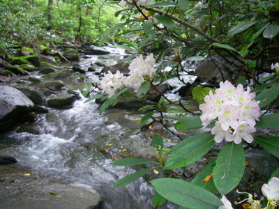 Fishing Laurel Creek in the Great Smoky Mountains National Park