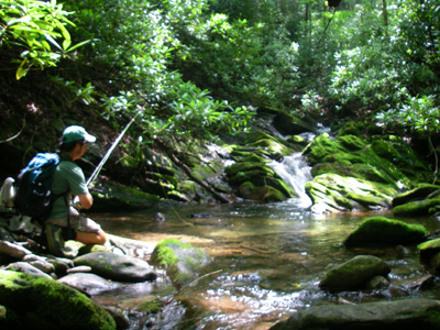 Big Creek Watershed - Fly Fishing Smoky Mountains