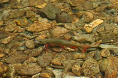 FLY FISHING GUIDE TO GREAT SMOKY MOUNTAINS NATIONAL PARK