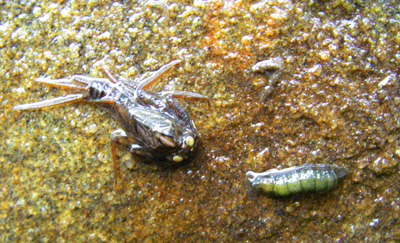 http://randrflyfishing.com/wp-content/uploads/2008/09/mayflynymphcaddislarva.jpg