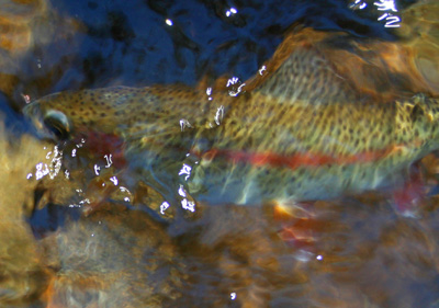 Rainbow Trout released