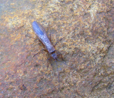 Early Brown Stoneflies have been the most common insect recently seen on Smoky Mountain trout streams.