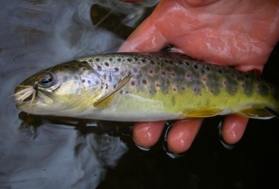 Charity snapped this photo of a brown trout caught by Yvonne Sanders this week during a hatch of Quill Gordon mayflies.