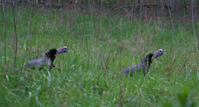 This pair of gobblers was our alarm clock on Hazel Creek. They were just across the stream from our camp each morning.