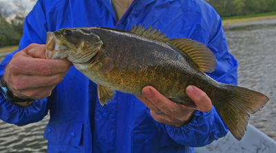 Harry Macintosh caught this nice smallmouth on the Holston when he traded the fly rod for a spinning outfit during some howling wind.