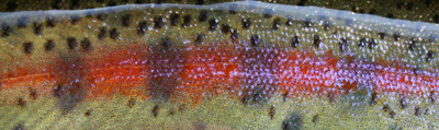Another moment of zen: Band of color from a Smoky Mountain Rainbow Trout