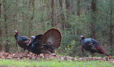 These turkeys were along Newfound Gap Road this morning