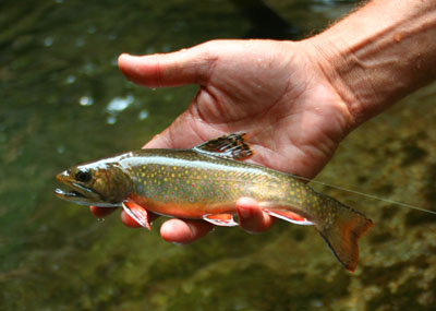 Head to the higher elevations in the Smokies for colorful specks