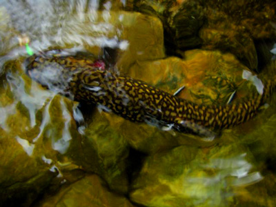 Brook Trout in the water