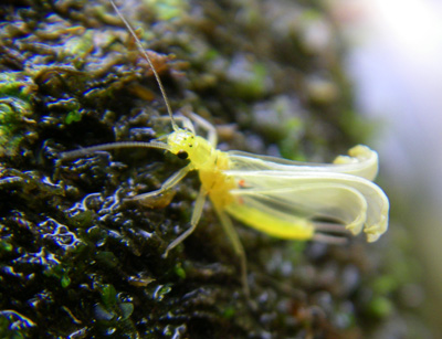 A Little Yellow Stonefly, a.k.a. Yellow Sally, unfurls its wings on a midstream boulder