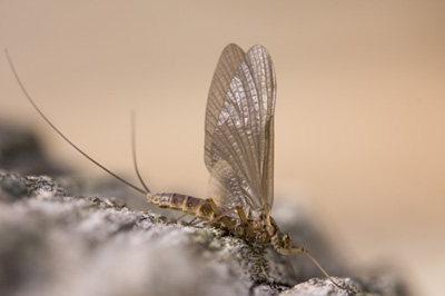 Quill Gordon photographed by Julie Tallman on a North Carolina stream