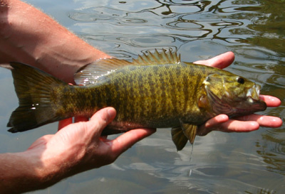 It's smallmouth time in Tennessee!