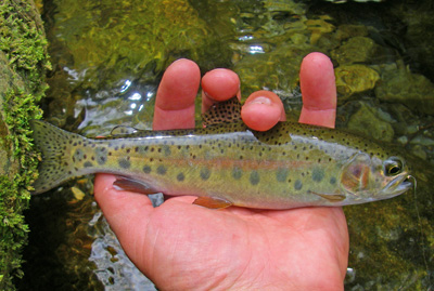 Colorful wild rainbow trout caught in the Smoky Mountain back country