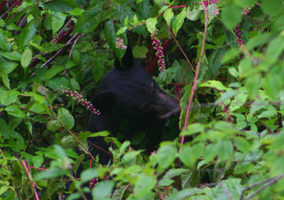The bear is usually stays hidden in the brush. A long lens and a fast shutter speed allowed me to get this image.