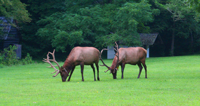 Elk are the headliners in Cataloochee Valley, but there is some great fishing too.