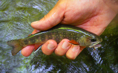 We caught more brookies than we can remember that were about this size