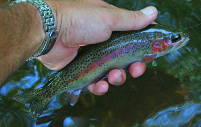 Trout about this size are pretty standard in the streams that flow through Cataloochee Valley