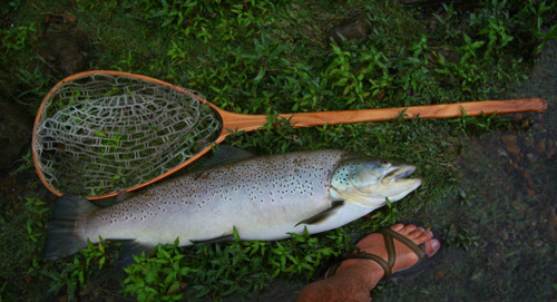 Monster Brown Trout from the Clinch River