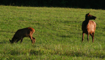A cow elk grazes in the valley with her calf