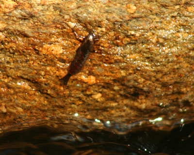 An Isonychia husk on a midstream boulder