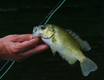 A highly underestimated quarry for the fly rod, the red eye or rock bass