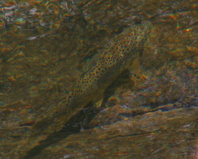 A brown trout holds in the current