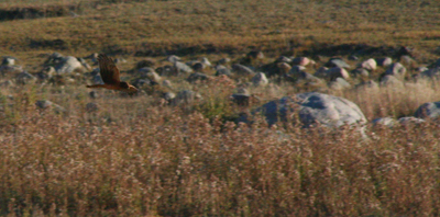 A Northern Harrier scans the Lamar Valley for prey