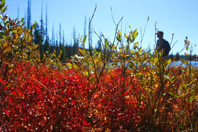 lewisrivermeadow