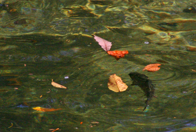 A trout rises among leaves drifting in the current