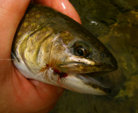 Brook Trout With Fly