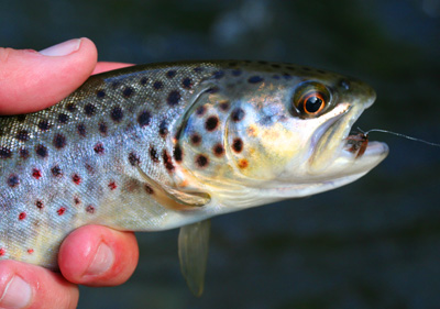 Fly fishing with nymphs has remained surprisingly good in the mountain streams