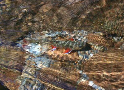 One of our favorite things: Colorful Smoky Mountain brook trout