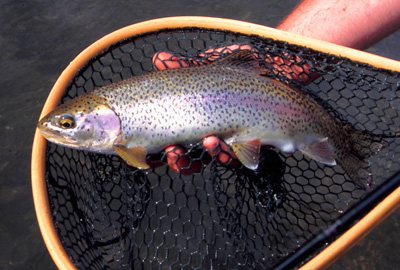 Fat rainbows can be caught on the Clinch and Holston in the late winter