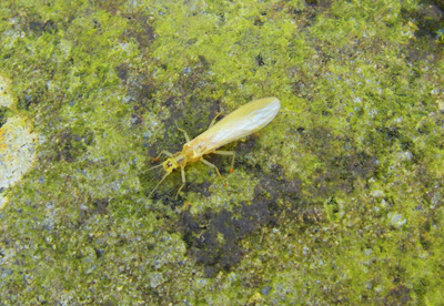 Yellow Sally stonefly