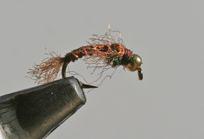 z-lon nymph