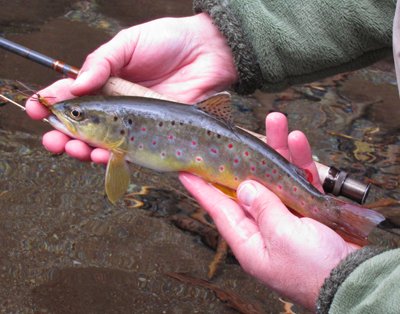 Smoky Mountain Brown Trout