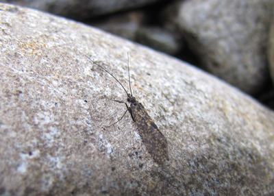 There were a few of these #18 Little Black Caddis crawling on the rocks