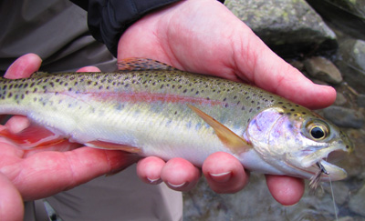 Rainbow Trout With Haystack