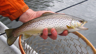 Holston River Brown Trout