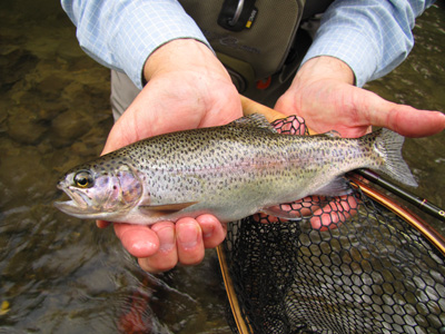 A nice Hazel Creek rainbow trout