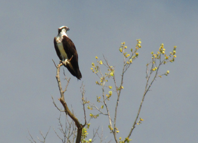 The best fisherman on the river, an osprey
