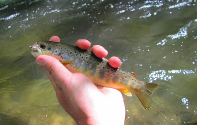 Plenty of rainbows and browns in this size range 