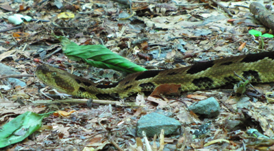 Timber Rattler up close