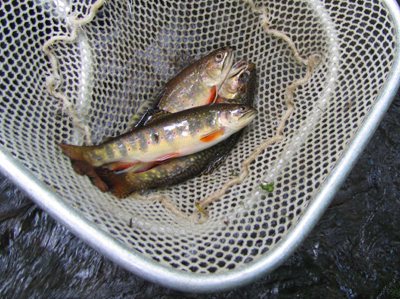 Brookies in Lynn Camp Prong are doing well