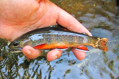 Southern Appalachian Brook Trout Restoration - Great Smoky