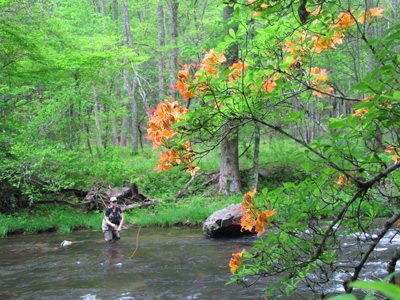 Flame Azalea along a Smoky Mountain stream